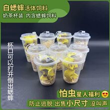 现货速发针头蟋蟀白蛐蛐守宫鬃狮蟋蟀树蛙角蛙姥爷蛙爬宠螳螂饲料