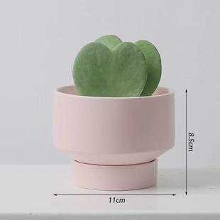 A Small Potted Cactus, Succulent Florals and Green Plants, Easy to Maintain and Easy to Live in the Office, Desktop Decorations Are Easy to Maintain