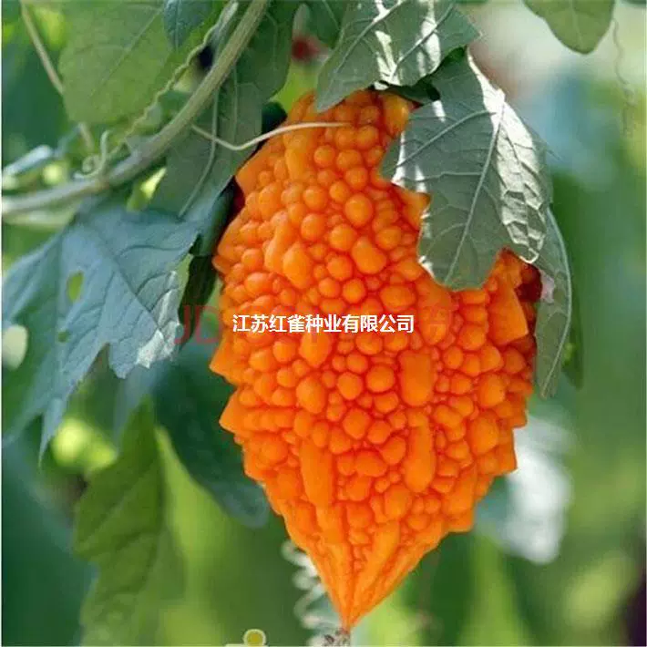 Семена дыни Оазе Лай Виноградные семена Золотой колокол маленькая мангия Дыня золото маленький бальзам Груша двор семена дыни Семена овощей