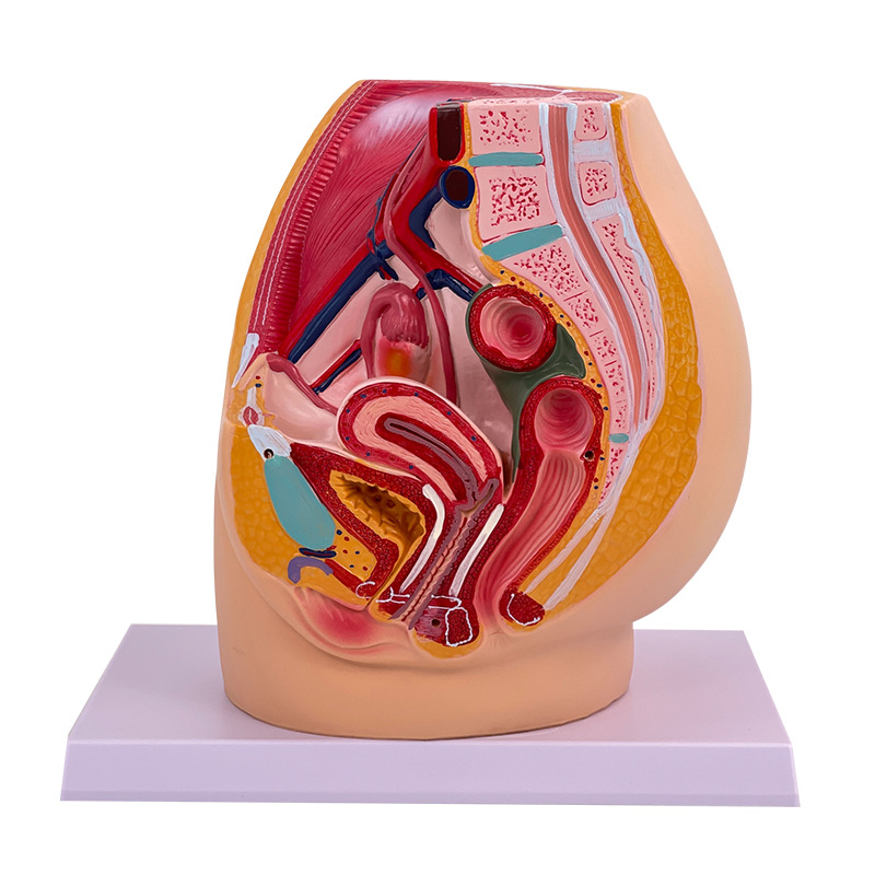 ��ǻģ��Ů��ʸ״����ģ����ֳϵͳ������������ϵͳ��ѧģ��ҽѧ