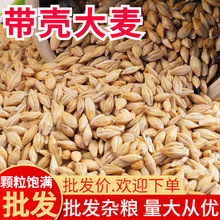 大麦 农家带壳大麦 带壳大麦粒可做大麦茶45斤装可做饲料