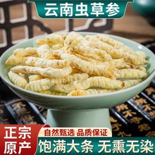 草石蚕 虫草参精选干土冬虫草地蚕土冬虫草白虫草地参批发代发