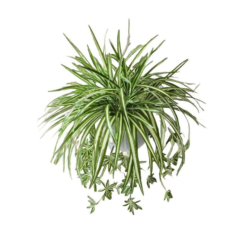 仿真5叉金边布吊兰植物墙配材绿植仿真假花装饰摆件仿真花|undefined