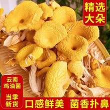 鸡油菌特级云南特产黄金菇菌菇包煮汤炒菜菌汤包菌类干货羊肚菌