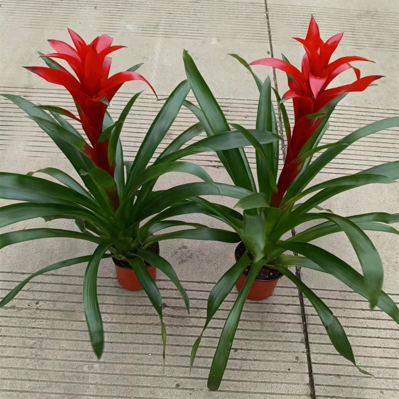 140 # новая Красная звезда Hongyun Dangtou ананас в горшке небольшое крытое настольное растение цветущее зеленое растение в горшке