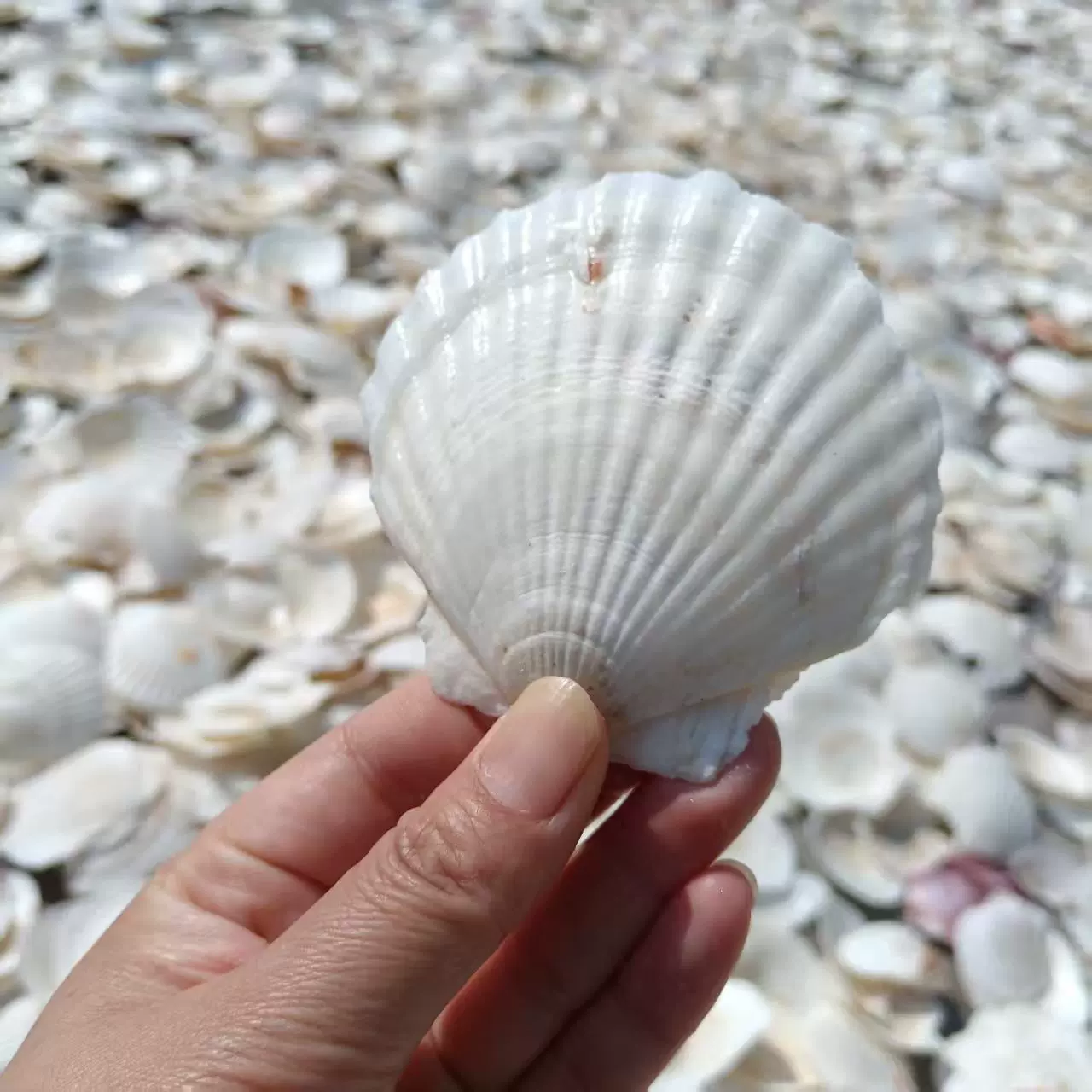 Conch shells wholesale by the pound fish tank landscaping crafts decorative accessories various mixed conch shells per pound