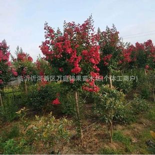 ���ڼt�����ޱ �����ͺ��͟���� ����ֲ����ռt���Z�qͥԺ�G��