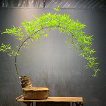 小叶簕竹室内办公室桌面绿植花卉易活好养客厅懒人小盆栽上档次