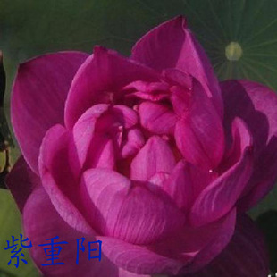 Wholesale Aquatic Plants, Mini Lotus Seeds and Roots, Seedlings, Lotus Seeds and Lotus Root Seeds, Shipped from Water Surface Greening Base