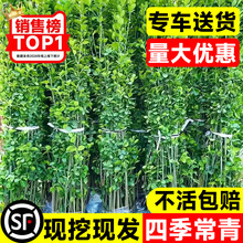 冬青树苗法国直立篱笆墙庭院围墙植物四季常青耐寒绿篱北海道黄杨