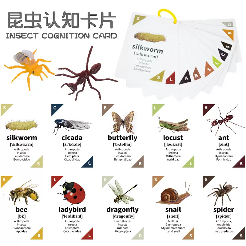 儿童益智早教认知昆虫知识卡片宝宝识图认字英文卡片男女孩玩具