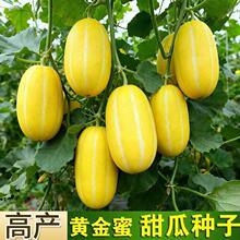 黄金蜜甜瓜种子黄皮黄瓤软糯高糖早熟大田阳台春秋播种