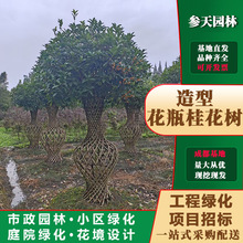 �ؑc�F�ݹ𻨻�ƿ�߶�250�𻨻�ƿ�߶�300�𻨻�ƿ�߶�350