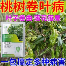 桃树缩叶病专用药桃子药桃树病全治桃树病清菌桃树流胶病