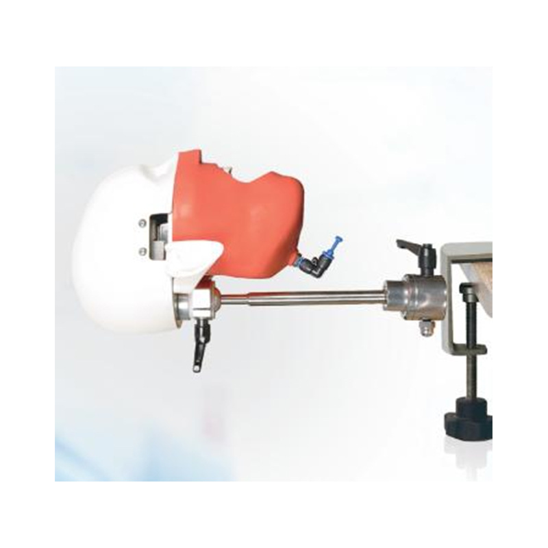 Modelo de simulación dental simple de modelo de práctica de enseñanza oral tipo reposacabezas modelo de cabeza simple de sujeción de mesa modelo de simulación de cabeza image 35