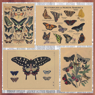 Butterfly Painting Vintage Kraft paper poster European and American nostalgic style hand painted animal decorative wall painting mural 430
