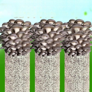 Guaranteed Mushroom Growing Kit for Home Cultivation of Edible Fungi, Including Oyster Mushrooms