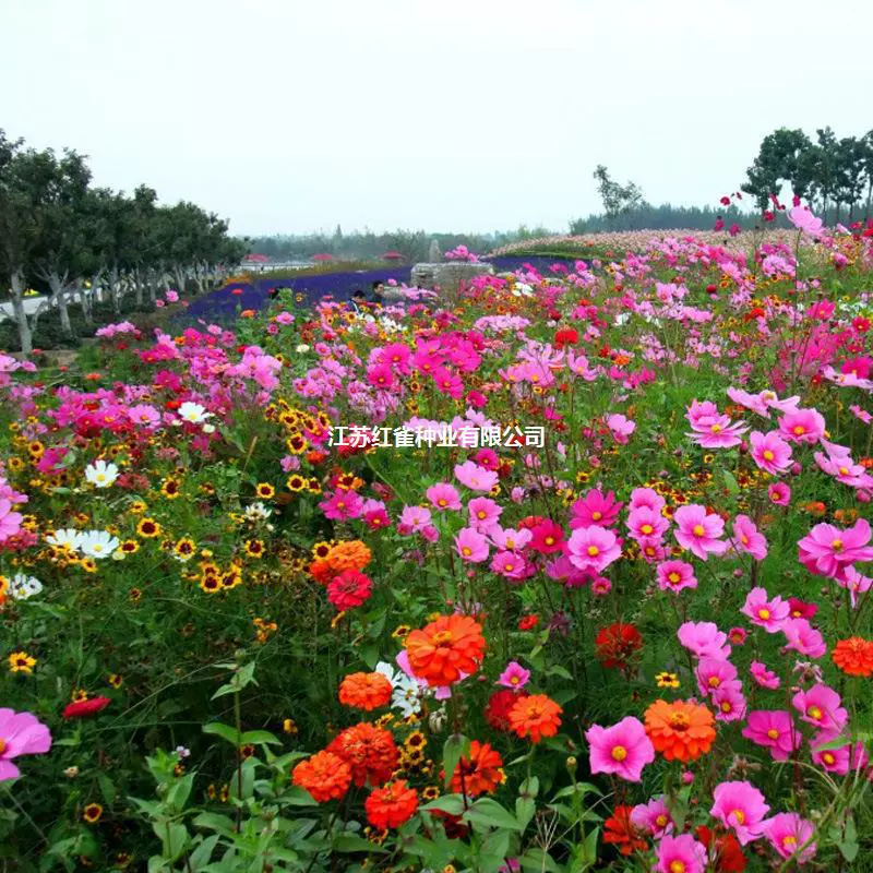 Полевой цветок сочетание персидской Хризантемы Семена оптом OEM обработки небольшой пакет семян компании благосостояния.
