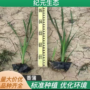 Вода -свеча ароматная пухуа кузов с зелеными саженцами больших мудру