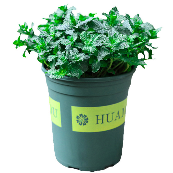 Lemon mint potted edible rosemary mint leaf seedlings drive mosquito…
