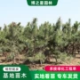 松树苗湿地松