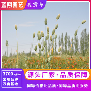 Ornamental Grass Series: Beautiful Cloud Grass, Dancing Grass, Mimosa, Wild Grass, Beauty Grass, Sparrowgrass, Mexican Feather Grass