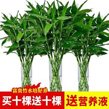 ���F��ˮ��ֲ��͏d��ؔ�l������ˮ�B�����҃ȾG�}С���Ի��ܾGֲ