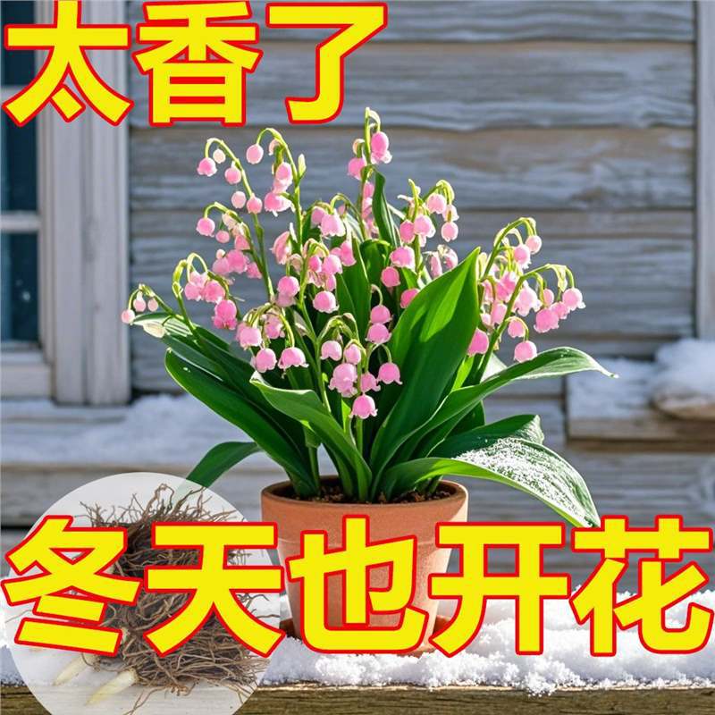 [Te doy una maceta de orquídeas con raíces y brotes, buena resistencia al frío, fragancia fuerte, plantas en floración hidroponía, flores de cultivo de tierra.