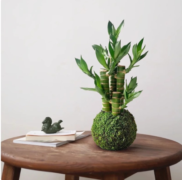Musgo bola de junio nieve bonsai planta hidropónica acantilado modelado mini micro paisaje plantación verde de mesa interior pequeña maceta image 21