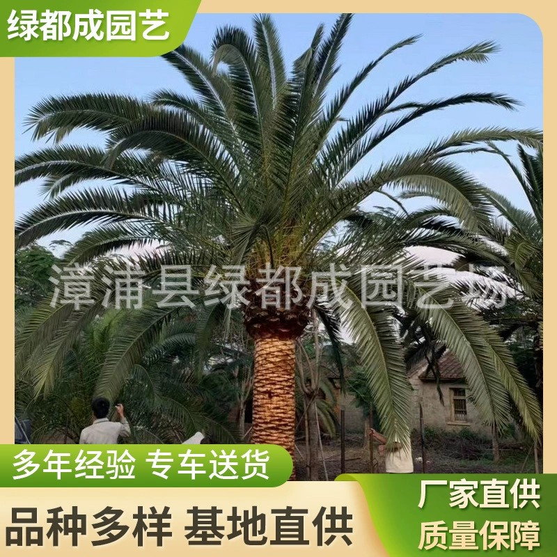 Канарские даты оптом дорога озеленение Канарские даты саженцы оптом Канарские даты пейзаж дерево