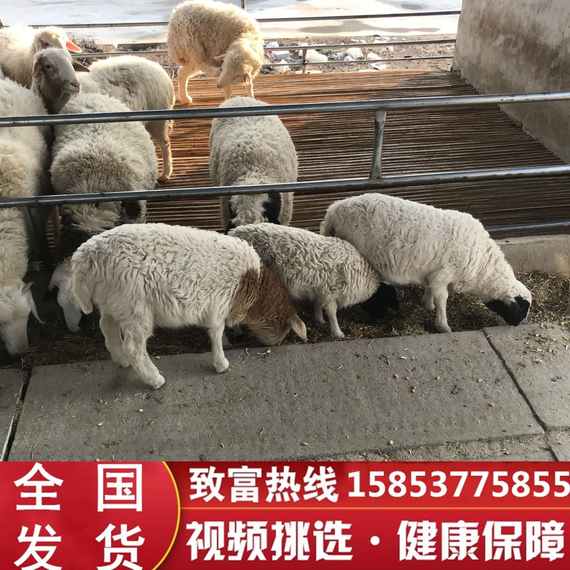 小尾寒羊羊羔图片,小尾寒羊尾巴区别图片,小尾寒羊尾巴图片(第14页)_大山谷图库