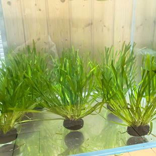 Dwarf Bitter Grass Wholesale Long-Leaf Evergreen Pole Grass Fish Tank Landscaping Breeding Purification Water Quality Dwarf Cold-Resistant Bitter Grass Seedlings