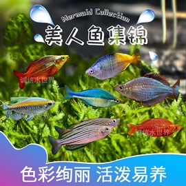 观赏鱼;其它水族用品;观赏鱼饲料