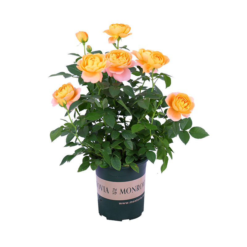 Rose Flower Seedlings, Florals and Green Plants, Indoor Potted Roses, Juice, Balcony, Blooming in All Seasons, Disease-Resistant, Easy to Grow for Novices