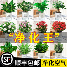 �lؔ��G�}��荻�������С�Gֲˮ����B�k���҃ȶ���ֲ������՚�