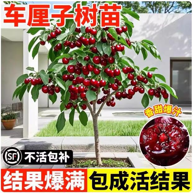 正宗车厘子树苗大樱桃苗南北方种植盆栽矮化果树果苗特大樱桃果苗