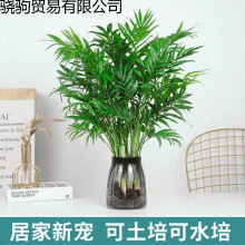 袖珍椰子水培植物驱蚊竹水养富贵椰子客厅办公室桌面好养绿植花卉