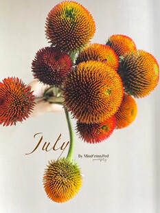 Niche Flower Material Cat's Eye Flowers Cute Golden Yellow Ball Flower Material Household Hydroponic Cut Flowers with Flowers and Grass
