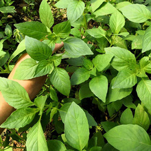 批发多少蔬菜种子养生菜籽大叶荆芥种四季播种籽九层塔盆栽孑