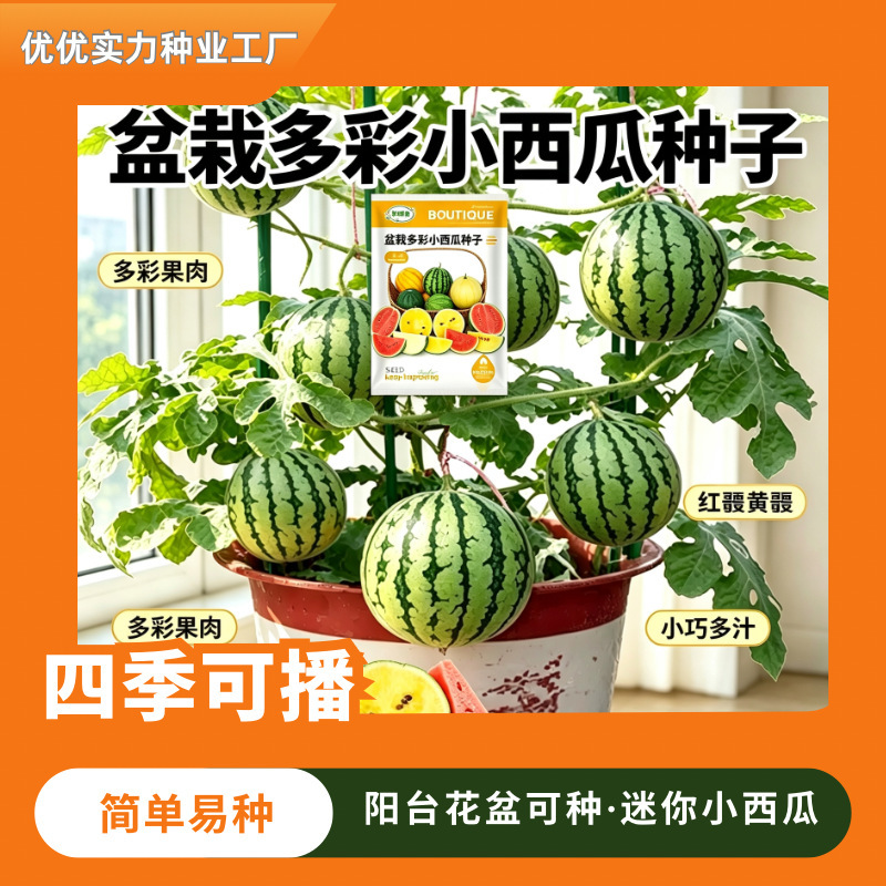 Colorful miniature watermelon seeds for potted plants, a simple mix of watermelon seeds for spring planting, colorful watermelon seeds for potted plants Colorful miniature watermelon seeds for potted plants, a simple mix of watermelon seeds for spring planting, colorful watermelon seeds for potted plants