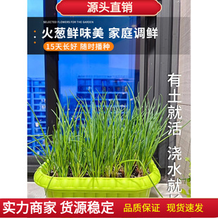 Onion Seeds, Four-Season Chive Seeds, Balcony Potted Shallots, Four-Season Spring Southern Family Planting Vegetable Seeds