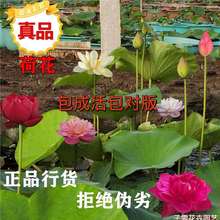 ^pɻNɏźNNͥԺɏNֲļɏˮBɻ