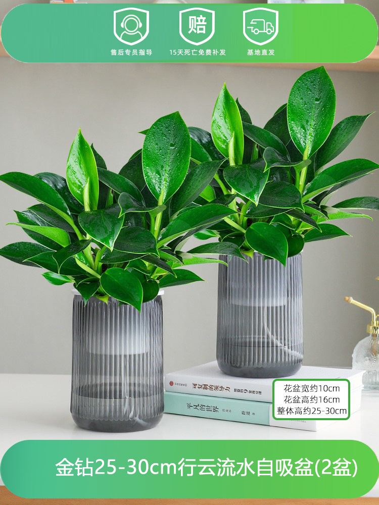 [2개 세면대 특별 제공] 골든 다이아몬드 25-30CM+흐르는 물 세면대+영양액