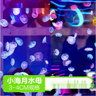 Wholesale 100 Pieces of Ornamental Non-Toxic Sea Moon Jellyfish 2/3 Jellyfish Live Ornamental Jellyfish for Street Stalls