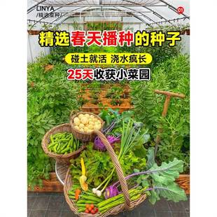 Spring Sowing Vegetable Seeds, Spinach, Lettuce, Fast-Growing Vegetables, Tomatoes, Coriander, Onions, Various Vegetable Seeds Suitable for Spring Planting