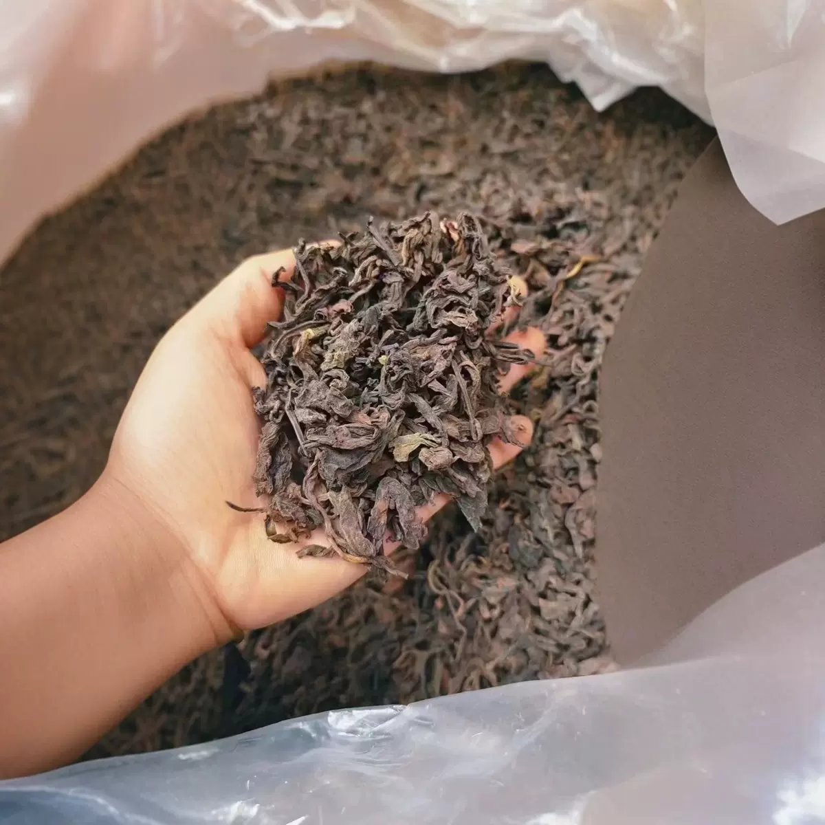 工厂自营樟香普洱茶熟茶2006年云南勐海普洱熟茶散装茶叶批发散茶