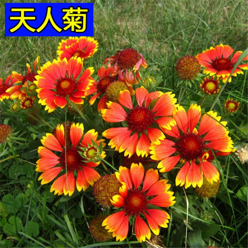 Тигровая шкура Хризантема многолетняя небесная хризантема Семена цветник сад балкон горшечная Весна легко сеять виды цветов