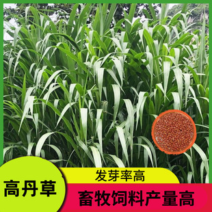 ���ݺ����ݸߵ������ײ�������ļ��Bֳţ���u�Z�~�ݷN���Ӷ�����