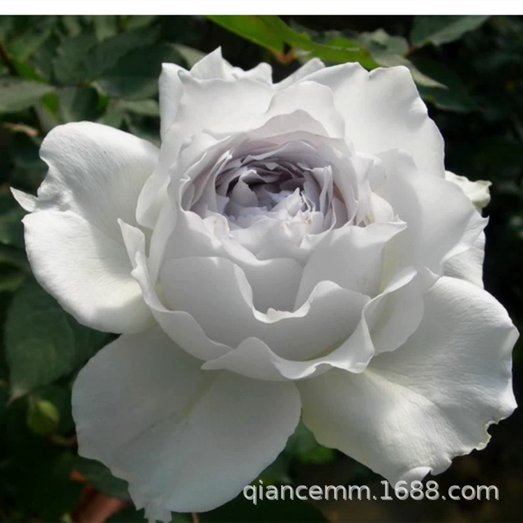 Солнце Луна Габриэль Архангел Роза Ароматные цветы Кустарник Фэнхуа Балкон Роза Четыре сезона Открытые саженцы китайской розы