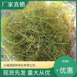 Wholesale Submersible Plants, Small Duckweed Foliage Plants, Water Body Greening and Water Quality Purification Packages, Planting Packages and Survival
